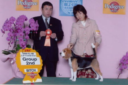 YANKEE BOY Beagles/2006～2008ドッグショービーグル入賞犬の写真